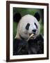 Giant Panda Feeding on Bamboo at Bifengxia Giant Panda Breeding and Conservation Center, China-Eric Baccega-Framed Photographic Print