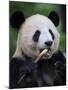 Giant Panda Feeding on Bamboo at Bifengxia Giant Panda Breeding and Conservation Center, China-Eric Baccega-Mounted Photographic Print