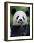 Giant Panda Feeding on Bamboo at Bifengxia Giant Panda Breeding and Conservation Center, China-Eric Baccega-Framed Photographic Print