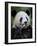 Giant Panda Feeding on Bamboo at Bifengxia Giant Panda Breeding and Conservation Center, China-Eric Baccega-Framed Photographic Print