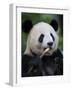 Giant Panda Feeding on Bamboo at Bifengxia Giant Panda Breeding and Conservation Center, China-Eric Baccega-Framed Photographic Print