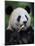 Giant Panda Feeding on Bamboo at Bifengxia Giant Panda Breeding and Conservation Center, China-Eric Baccega-Mounted Photographic Print