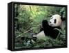Giant Panda Feeding on Bamboo Leaves-Lynn M^ Stone-Framed Stretched Canvas