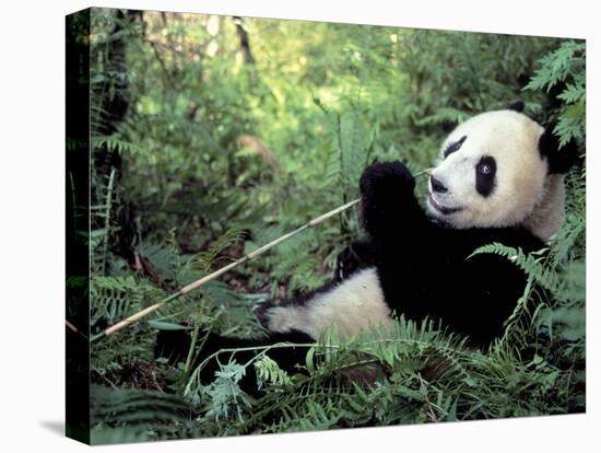 Giant Panda Feeding on Bamboo Leaves-Lynn M^ Stone-Stretched Canvas