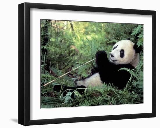 Giant Panda Feeding on Bamboo Leaves-Lynn M^ Stone-Framed Premium Photographic Print