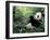 Giant Panda Feeding on Bamboo Leaves-Lynn M^ Stone-Framed Premium Photographic Print