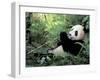 Giant Panda Feeding on Bamboo Leaves-Lynn M^ Stone-Framed Premium Photographic Print