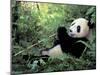 Giant Panda Feeding on Bamboo Leaves-Lynn M^ Stone-Mounted Premium Photographic Print