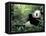 Giant Panda Feeding on Bamboo Leaves-Lynn M^ Stone-Framed Stretched Canvas