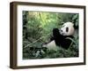 Giant Panda Feeding on Bamboo Leaves-Lynn M^ Stone-Framed Photographic Print