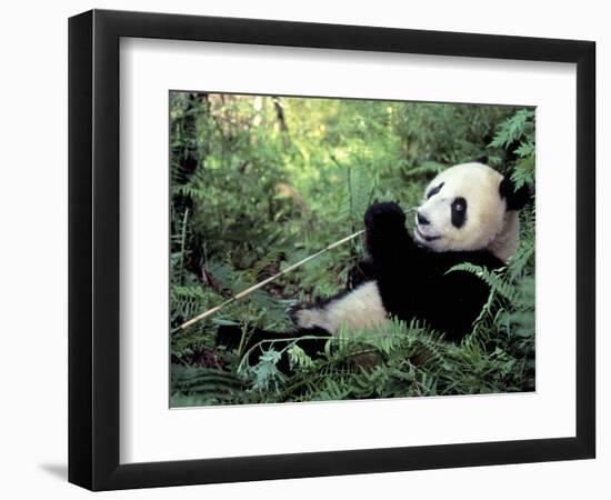 Giant Panda Feeding on Bamboo Leaves-Lynn M^ Stone-Framed Photographic Print