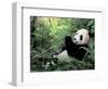 Giant Panda Feeding on Bamboo Leaves-Lynn M^ Stone-Framed Photographic Print