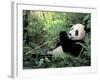 Giant Panda Feeding on Bamboo Leaves-Lynn M^ Stone-Framed Photographic Print