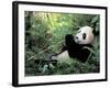 Giant Panda Feeding on Bamboo Leaves-Lynn M^ Stone-Framed Photographic Print