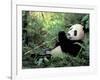 Giant Panda Feeding on Bamboo Leaves-Lynn M^ Stone-Framed Photographic Print