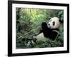 Giant Panda Feeding on Bamboo Leaves-Lynn M^ Stone-Framed Photographic Print