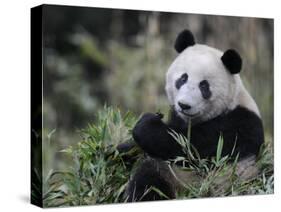 Giant Panda Feeding on Bamboo, Wolong Nature Reserve, China-Eric Baccega-Stretched Canvas