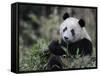 Giant Panda Feeding on Bamboo, Wolong Nature Reserve, China-Eric Baccega-Framed Stretched Canvas