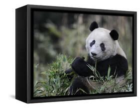 Giant Panda Feeding on Bamboo, Wolong Nature Reserve, China-Eric Baccega-Framed Stretched Canvas