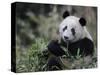 Giant Panda Feeding on Bamboo, Wolong Nature Reserve, China-Eric Baccega-Stretched Canvas