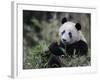 Giant Panda Feeding on Bamboo, Wolong Nature Reserve, China-Eric Baccega-Framed Photographic Print