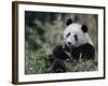 Giant Panda Feeding on Bamboo, Wolong Nature Reserve, China-Eric Baccega-Framed Photographic Print