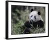 Giant Panda Feeding on Bamboo, Wolong Nature Reserve, China-Eric Baccega-Framed Photographic Print