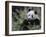 Giant Panda Feeding on Bamboo, Wolong Nature Reserve, China-Eric Baccega-Framed Photographic Print