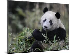 Giant Panda Feeding on Bamboo, Wolong Nature Reserve, China-Eric Baccega-Mounted Photographic Print