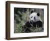 Giant Panda Feeding on Bamboo, Wolong Nature Reserve, China-Eric Baccega-Framed Photographic Print