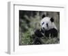 Giant Panda Feeding on Bamboo, Wolong Nature Reserve, China-Eric Baccega-Framed Photographic Print