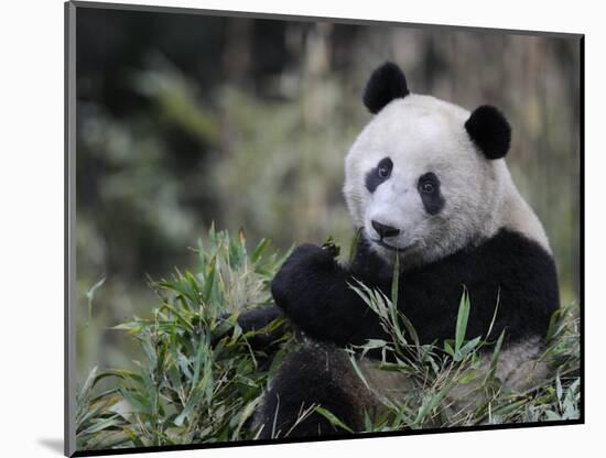 Giant Panda Feeding on Bamboo, Wolong Nature Reserve, China-Eric Baccega-Mounted Photographic Print