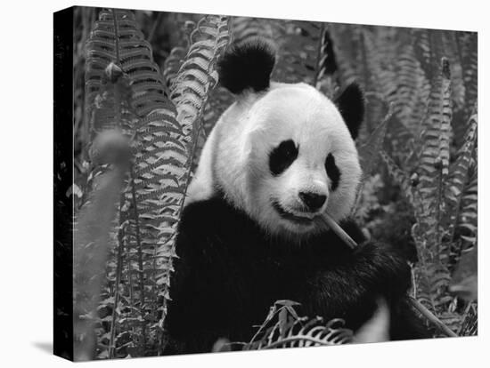 Giant Panda Feeding, Qionglai Mtns, Sichuan, China-Lynn M. Stone-Stretched Canvas