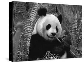 Giant Panda Feeding, Qionglai Mtns, Sichuan, China-Lynn M. Stone-Stretched Canvas