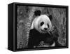 Giant Panda Feeding, Qionglai Mtns, Sichuan, China-Lynn M. Stone-Framed Stretched Canvas