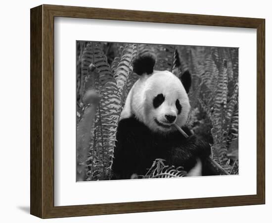 Giant Panda Feeding, Qionglai Mtns, Sichuan, China-Lynn M. Stone-Framed Premium Photographic Print