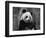 Giant Panda Feeding, Qionglai Mtns, Sichuan, China-Lynn M. Stone-Framed Premium Photographic Print