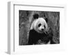 Giant Panda Feeding, Qionglai Mtns, Sichuan, China-Lynn M. Stone-Framed Premium Photographic Print