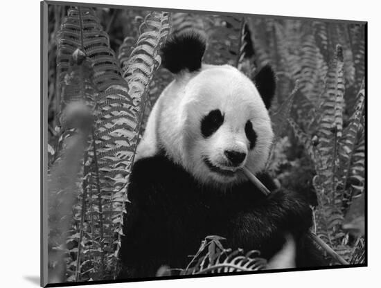 Giant Panda Feeding, Qionglai Mtns, Sichuan, China-Lynn M. Stone-Mounted Premium Photographic Print
