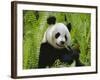 Giant Panda Feeding, Qionglai Mtns, Sichuan, China-Lynn M. Stone-Framed Photographic Print