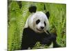 Giant Panda Feeding, Qionglai Mtns, Sichuan, China-Lynn M. Stone-Mounted Photographic Print