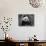 Giant Panda Feeding, Qionglai Mtns, Sichuan, China-Lynn M. Stone-Photographic Print displayed on a wall