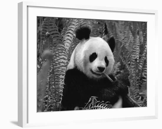 Giant Panda Feeding, Qionglai Mtns, Sichuan, China-Lynn M. Stone-Framed Photographic Print