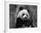 Giant Panda Feeding, Qionglai Mtns, Sichuan, China-Lynn M. Stone-Framed Photographic Print