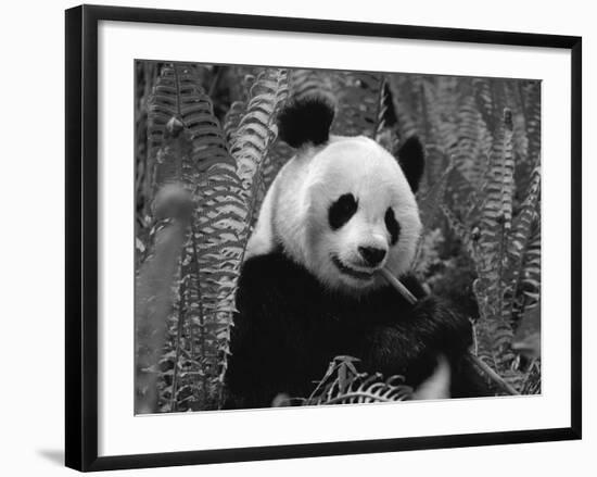 Giant Panda Feeding, Qionglai Mtns, Sichuan, China-Lynn M. Stone-Framed Photographic Print