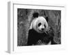 Giant Panda Feeding, Qionglai Mtns, Sichuan, China-Lynn M. Stone-Framed Photographic Print