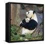 Giant Panda Female Holding Four Month Old Young-null-Framed Stretched Canvas
