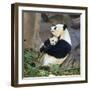 Giant Panda Female Holding Four Month Old Young-null-Framed Photographic Print