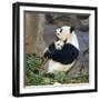 Giant Panda Female Holding Four Month Old Young-null-Framed Photographic Print