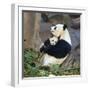 Giant Panda Female Holding Four Month Old Young-null-Framed Photographic Print